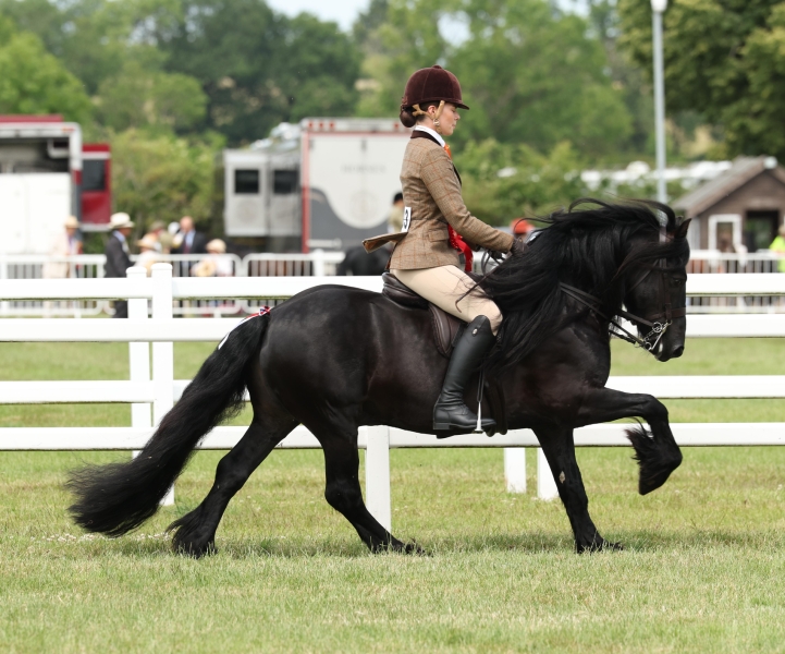 Lucy-Evans-Horse_Pony-Morlandsdale-Magnus