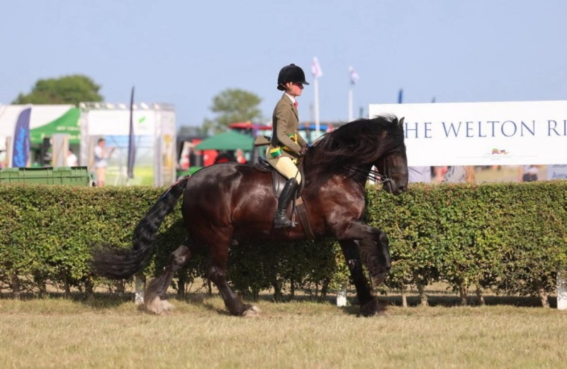 Phoebe-Prater-Horse_Pony-Tarbarl-Major-Tom