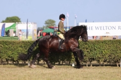 Phoebe-Prater-Horse_Pony-Tarbarl-Major-Tom