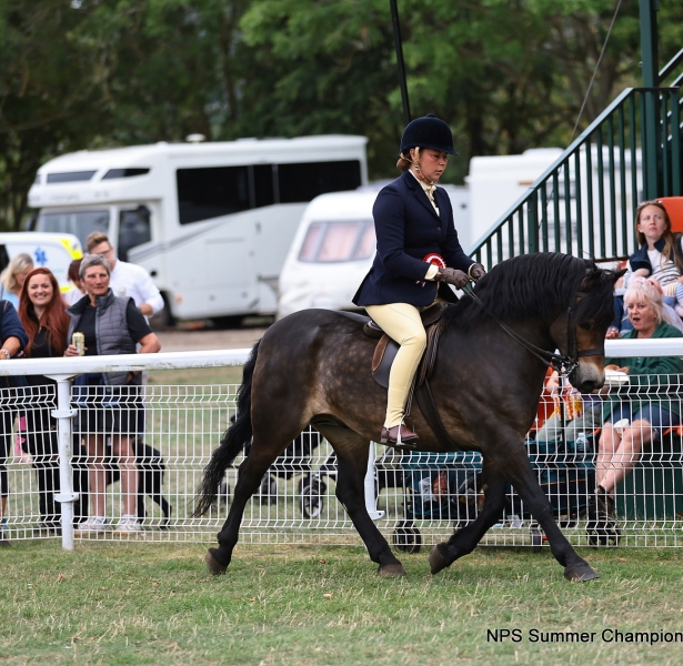 Davinia-johnson-Horse_Pony-Stowbrook-red-kite