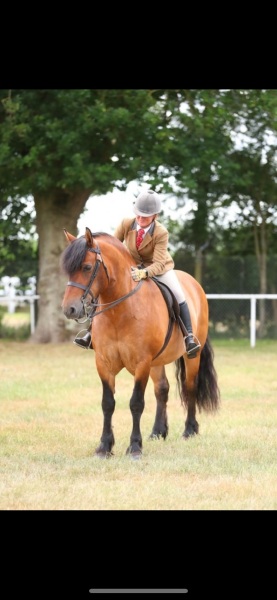 Clare-Fitch-Horse_Pony-Valerock-Monroe