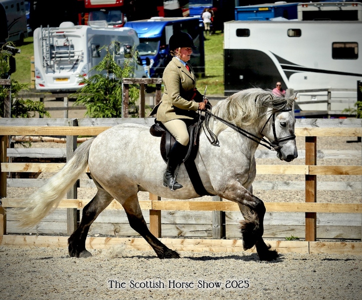 Sarah-Jane-Forbes-Horse_Pony-McGregor-of-Millfield