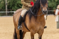 Alice-Sheen-Horse_Pony-Carlung-Xephyr