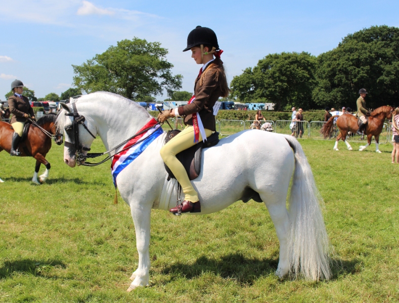 Alexandra-Svensson-Horse_Pony-Hoekhorst-Example