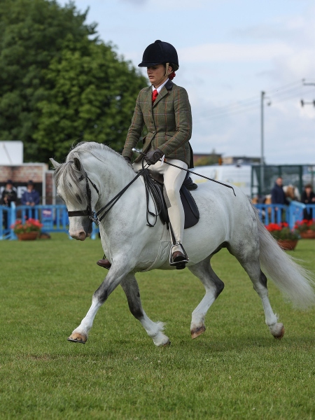 Lois-dickie-Horse_Pony-Dukeshill-penny-pincher