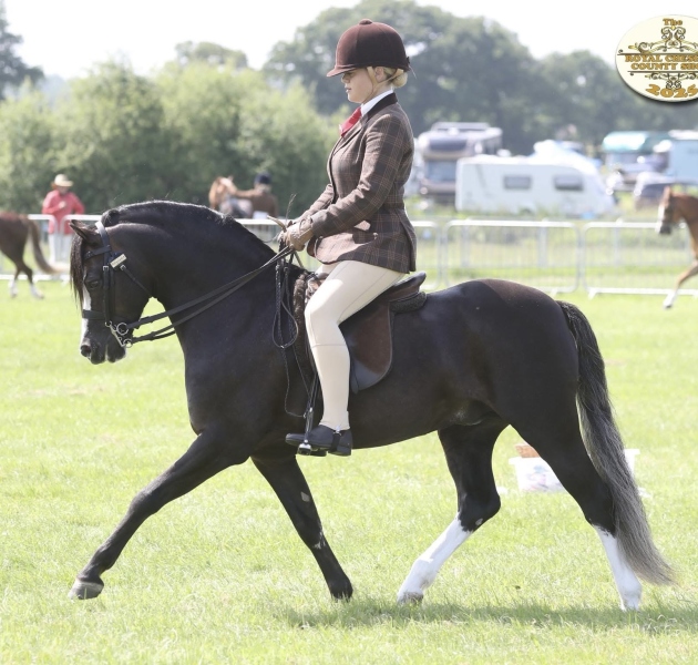 Lucy-Dyer-Horse_Pony-Bunbury-Zimba