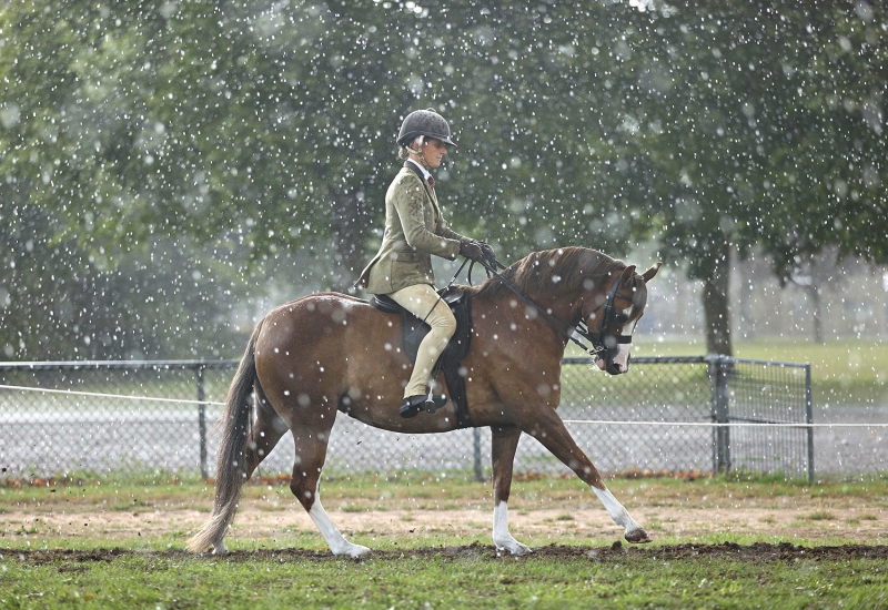 Samantha-Roberts-Horse_Pony-Orlando-Mayfair