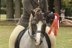 Megan-share-Horse_Pony-Thistledown-Grand-Prix