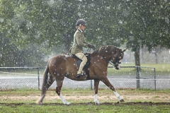 Samantha-Roberts-Horse_Pony-Orlando-Mayfair