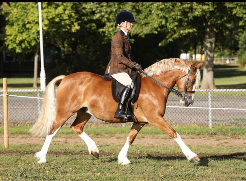 Danielle-Bourne-Horse_Pony-Coedeneirin-Flashman