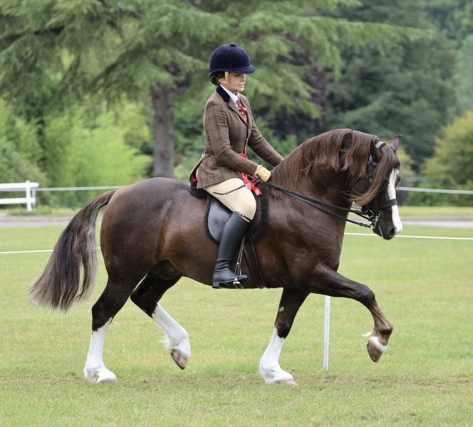 Georgie-Collins-Horse_Pony-Mattsfield-I-See-Fire