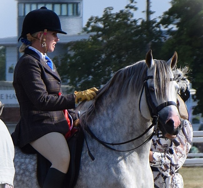 Nicole-matthews-Horse_Pony-Trevallion-mr-shelby