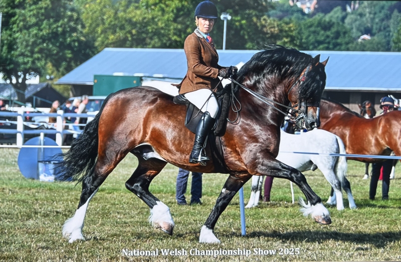 Katie-Parry-Evans-Horse_Pony-Trevallion-Culhwch