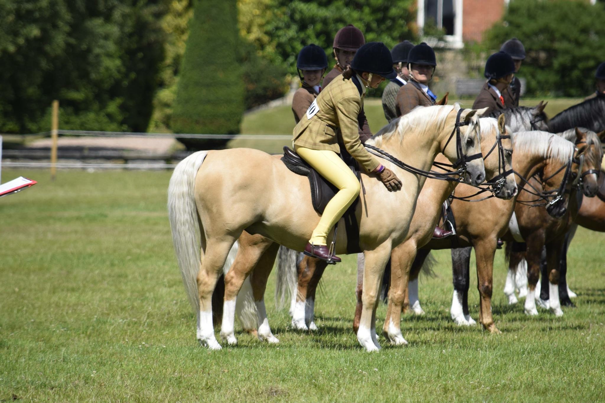 Aimee Rogers Horse and Pony Whisperdale Gold Dubloon