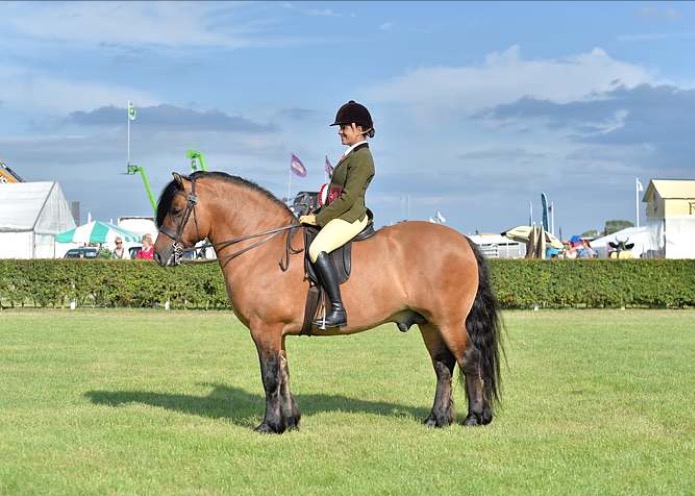 Tracey Milward Horse:Pony Lochlands Gypsy Baron