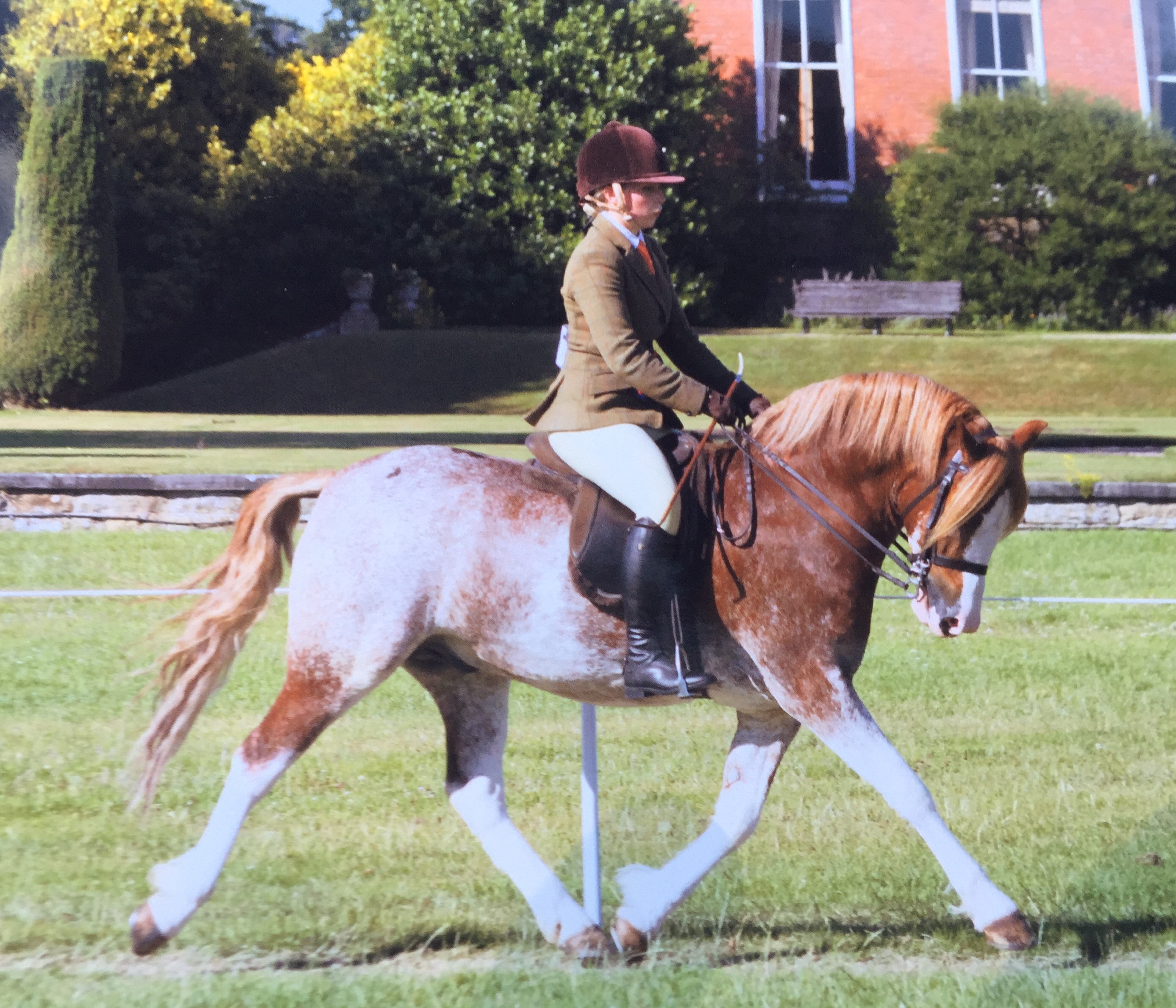 Hannah Horton and Settvalley The Gladiator