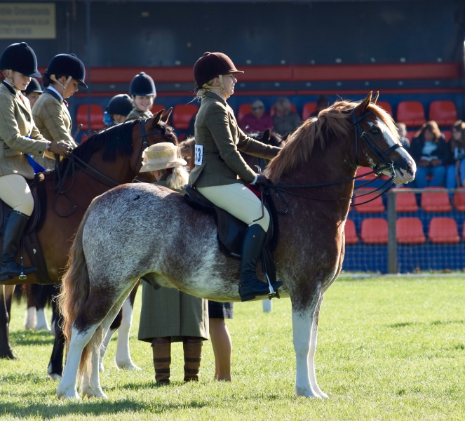 Hannah Horton and Settvalley The Gladiator