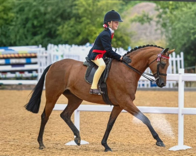 Heidi-Cooper-Horse_Pony-Cleapatra
