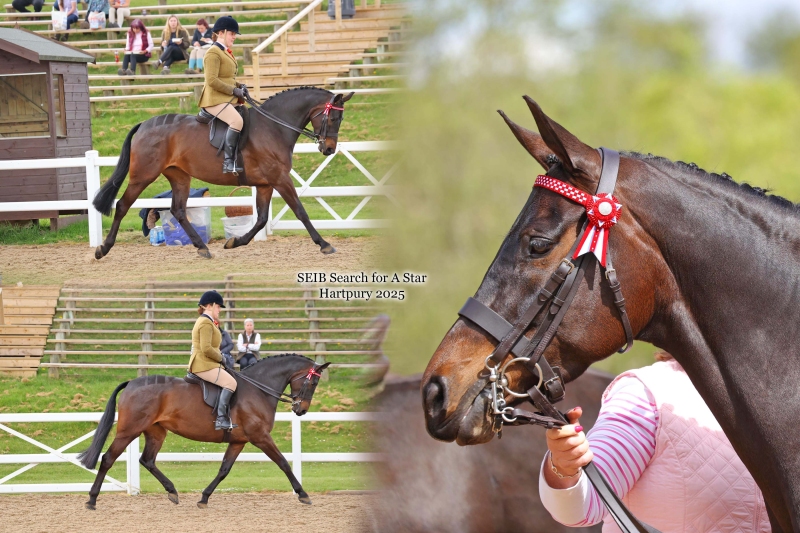 Chantel-Searle-Horse_Pony-Shovern-Nutella