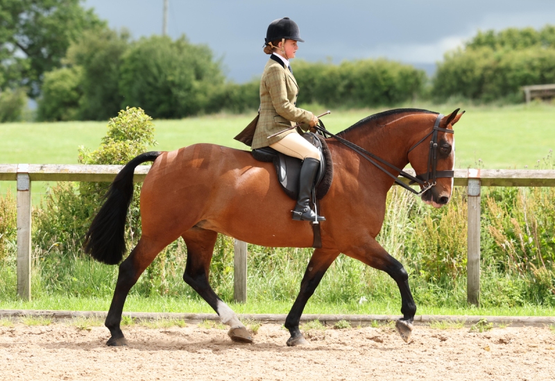 Amy-Galloway-Horse_Pony-Longwood-pearl-dancer