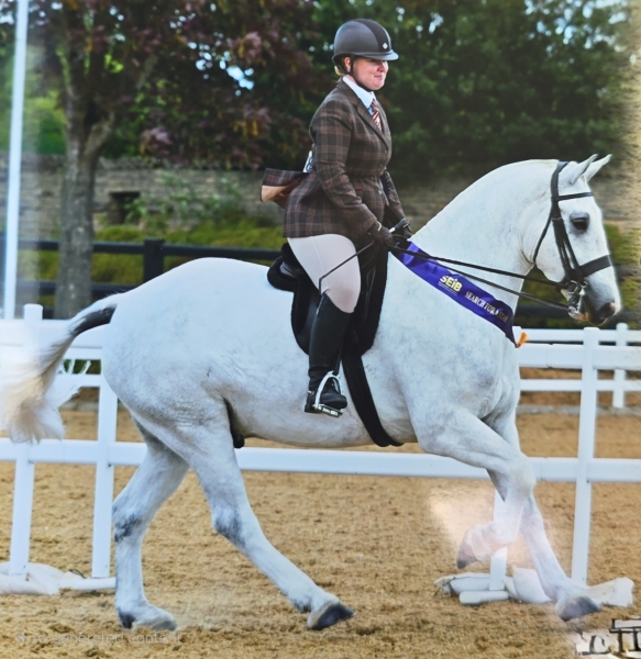 Sam-Bowman-Horse_Pony-Darrowby-Darius