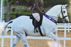 Sam-Bowman-Horse_Pony-Darrowby-Darius