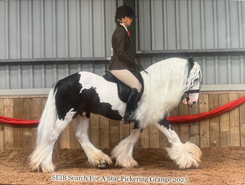Emma-Berry-Horse_Pony-Mr-Blue-Sky