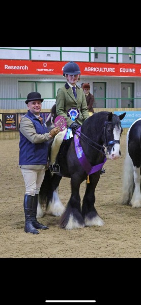 Libby-biggar-Horse_Pony-Preto