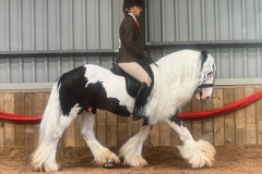 Emma-Berry-Horse_Pony-Mr-Blue-Sky