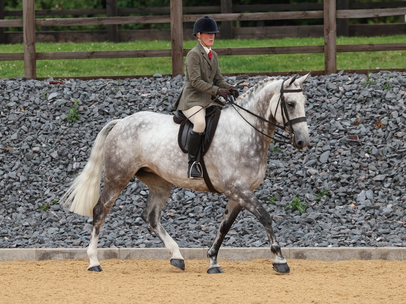 Anna-wills-Horse_Pony-Carnsdale-royal-constance