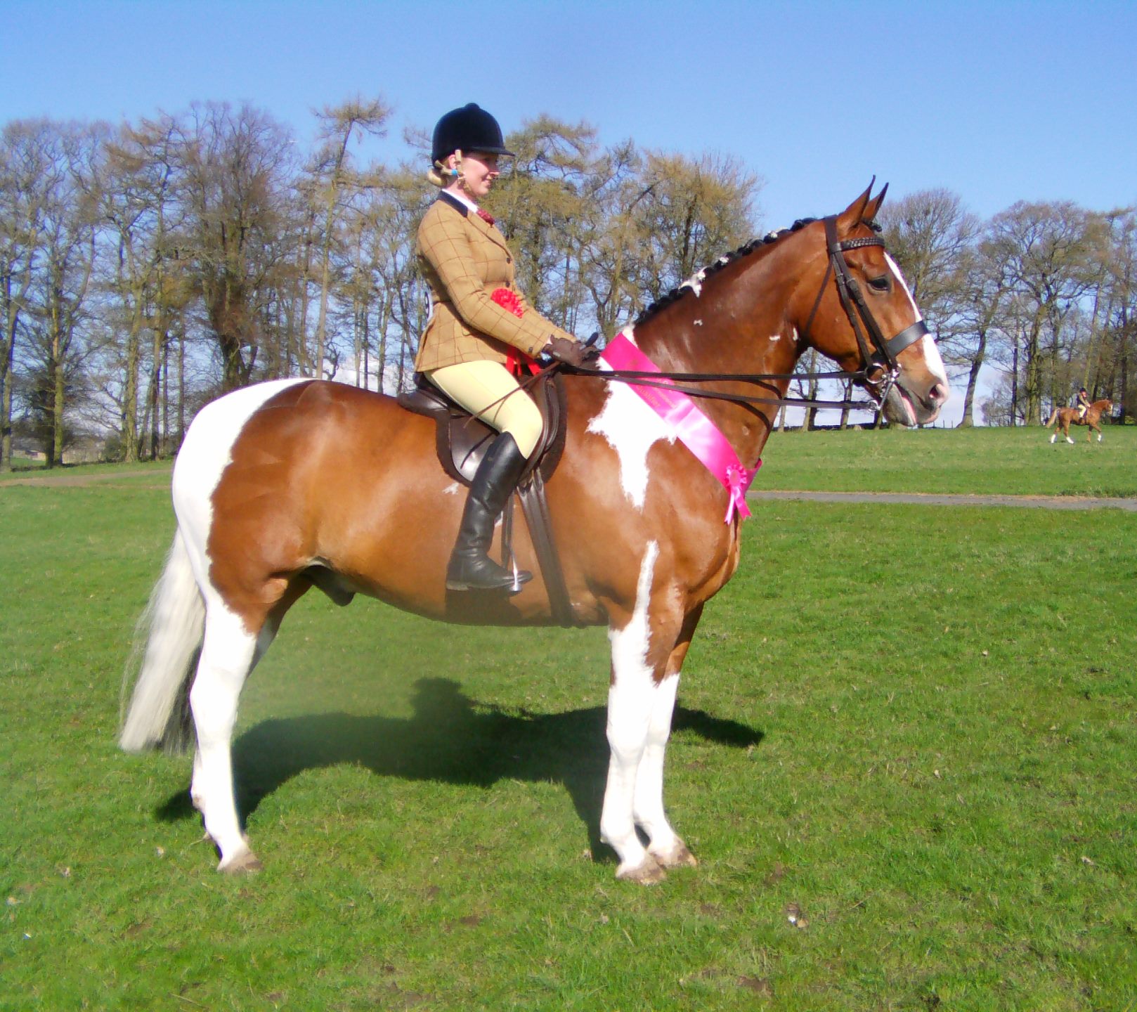 Picasso IV ridden by holly gaunt