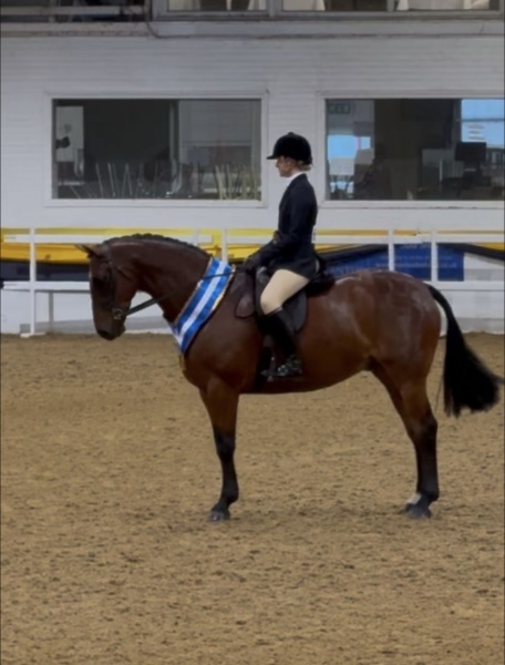 Ellie-Harrington-Horse_Pony-Spirit-king