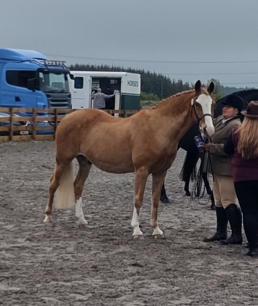 Ailsa-macdonald-and-Storm-dancer