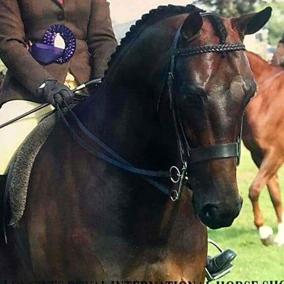 Katie Ashcroft and Brindlebrook Under Suspicion