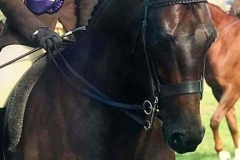Katie Ashcroft and Brindlebrook Under Suspicion