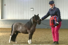 Harriet Wood Horse:Pony Apollos Sol Invictus