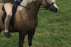 Paige Kelly summerill and llanidan sunbeam