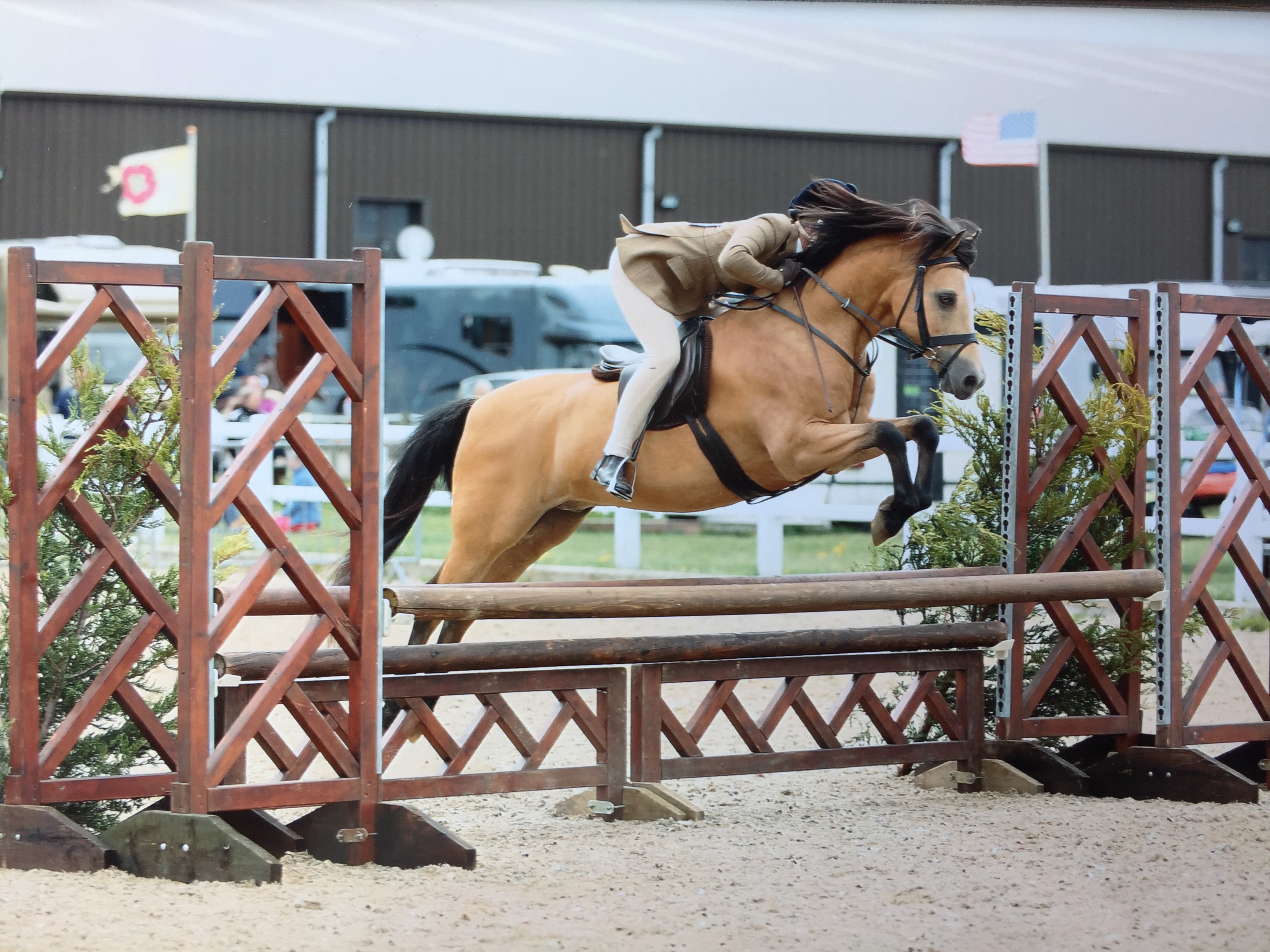 Tori Oakes Horse:Pony Roseberry Model Man