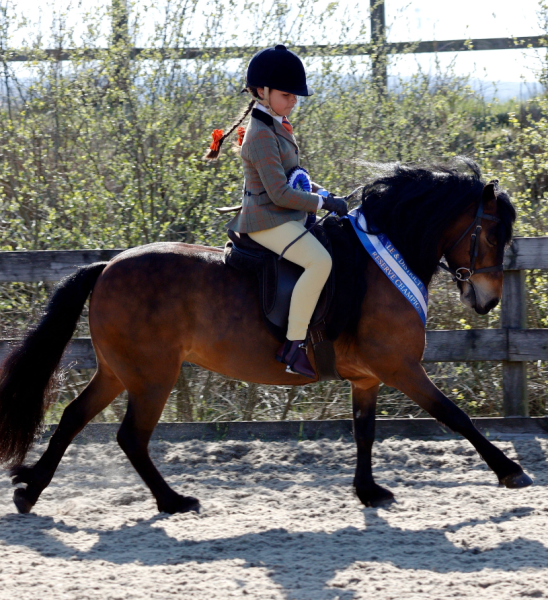 Brooklyn-oshea-Horse_Pony-Cayberry-coco-Chanel