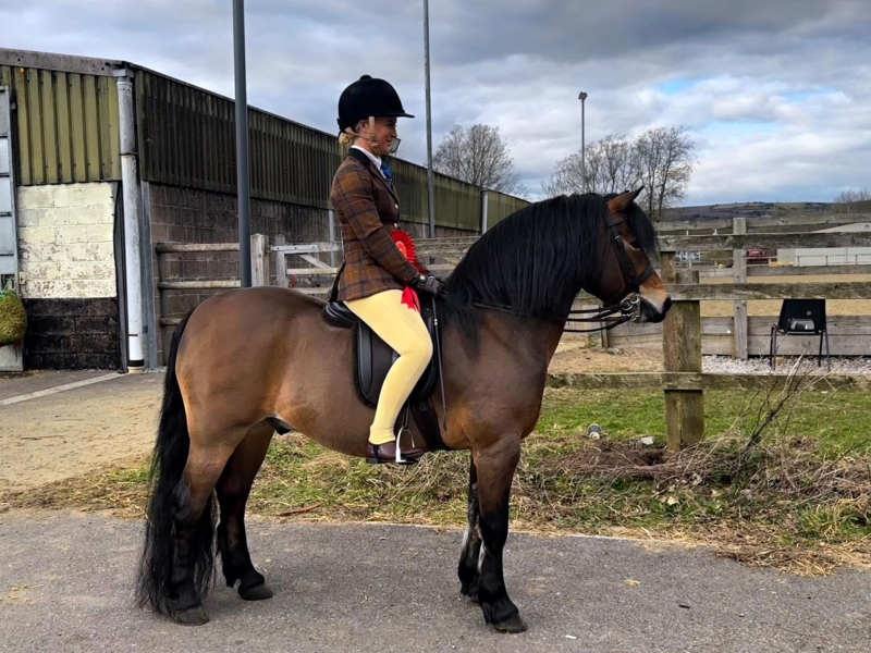 Jessica-Talbot-Horse_Pony-Collstone-Cascadian