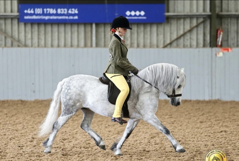 Lacey-Fenton-Horse_Pony-Newoak-Bamalan