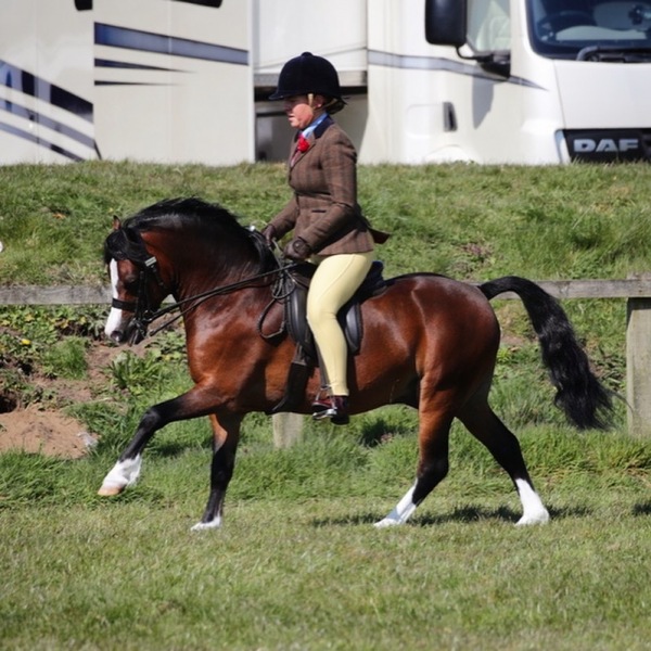 Rebecca-orr-Horse-Pony-Rhwngddwyafon-cadwgan