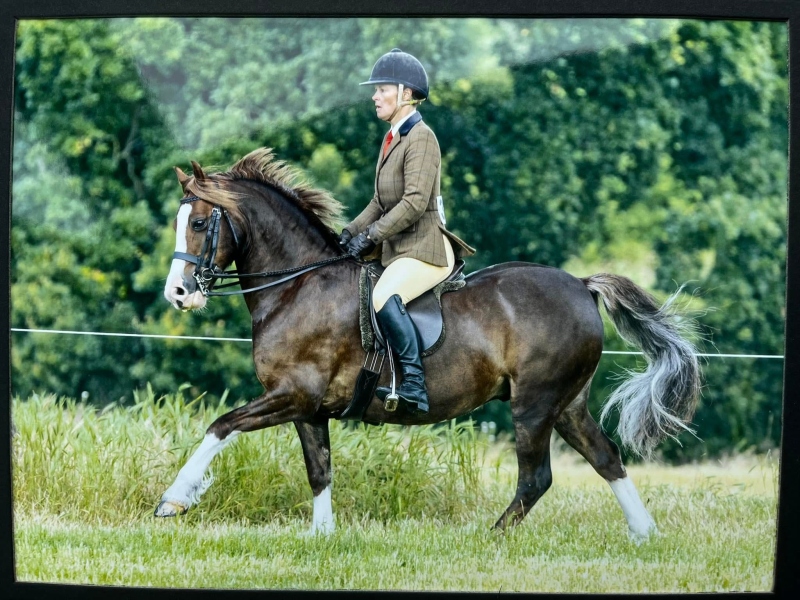 Chloe-chubb-Horse_Pony-Popsters-Mister-Nando