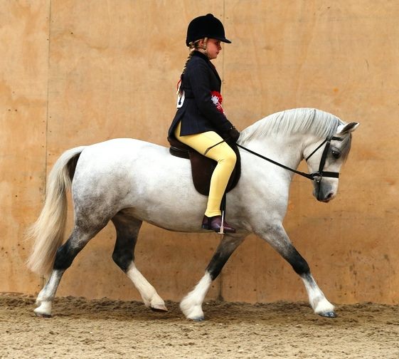 Freya Wilson & Willowdown Verity
