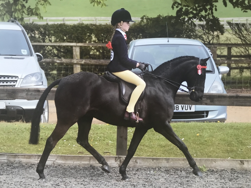 Scarlett Trott and Mansionhill Bertie Bassett