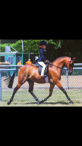 Gracie Aungier and Broadgrove Little Star