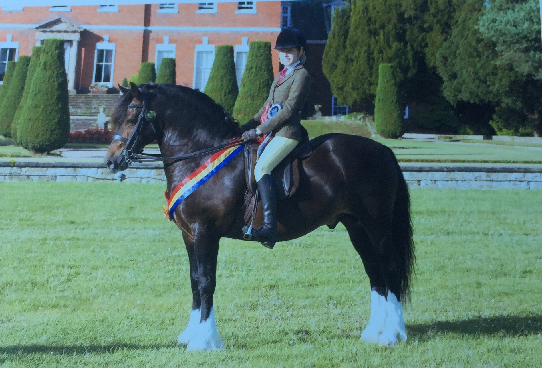Isobel Lines Horse:Pony Minyfford Mabinogion