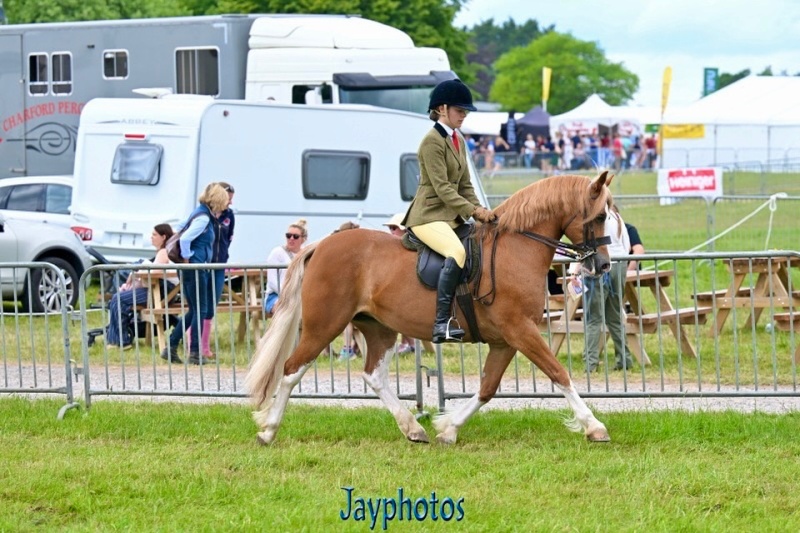 Laura-Wills-Horse_Pony-Lonwind-Misti-Mysteek