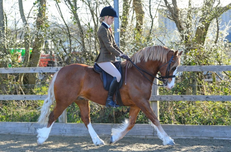 Zoe-Hepburn-Horse_Pony-Foxleighs-inferno