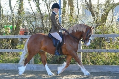 Zoe-Hepburn-Horse_Pony-Foxleighs-inferno